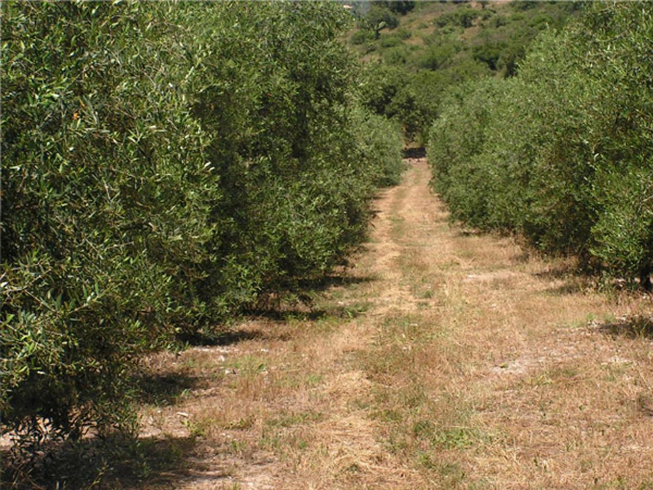 Villa Amikam Meshek 81 משק 81 עמיקם Exterior foto